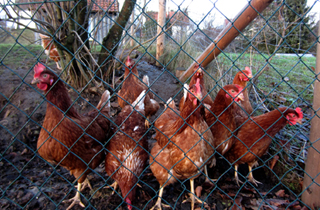 ornamened_farm_prozess
